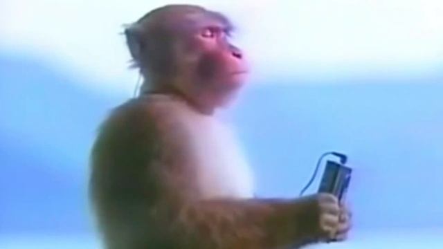 Обезьяна слушает музыку смотреть онлайн