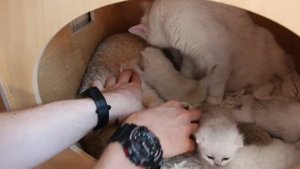 Вскармливание котенка с 1 дня жизни! Котенок не сосёт мать! Отсутствие рефлексов сосания и глотания