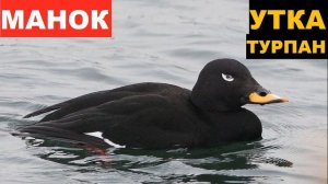 ?ЗВУК (ГОЛОС) УТКА ТУРПАН 1