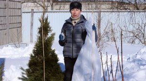 Уход за хвойными растениями на участке ранней весной