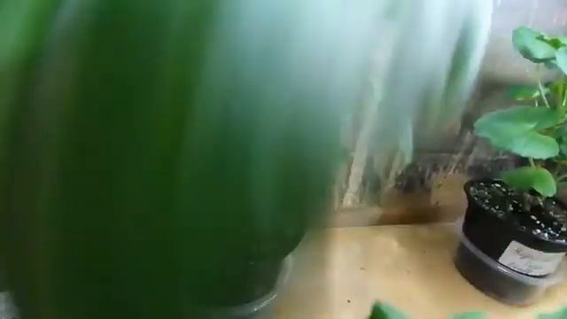 ПЕЛАРГОНИЯ В ФЕВРАЛЕ. ОБЗОР СТЕЛЛАЖЕЙ смотреть онлайн