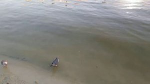 Река темерник Ростов на дону