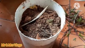 फरवरी से फूल खिलना स्टार्ट हो जाएगा | moss rose / purslane में जल्दी से करिए ये काम #portulaca #how