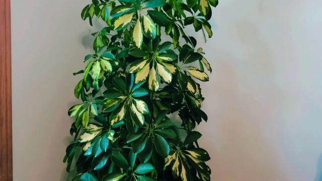 UPDATE Schefflera Gold Capella 02 Part 002 | Plant Vlog 155 смотреть онлайн