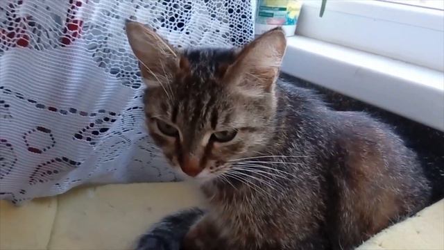 Цветы и кошки. Продолжение. #cat #кот смотреть онлайн