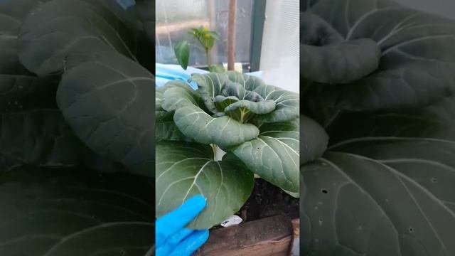 Супер ранняя капуста китайская. Буду выращивать ещё!.mp4