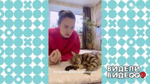 Кошка-психолог. Видели видео? Фрагмент выпуска от 18.12.2022