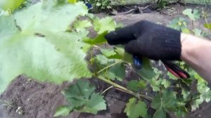 ? Ускоренная формировка винограда. Плодовое звено из пасынков. Урожай на год раньше.