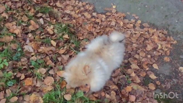 Как растёт и развивается шпиц от рождения до года ??? смотреть онлайн