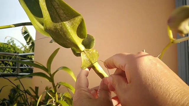 Orchids in Bloom and How to Stake Dendrobium Orchid Flowers смотреть онлайн