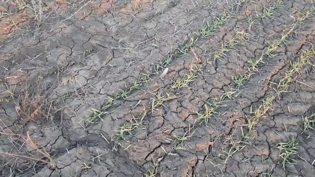 Выращивание оз.ячменя No-till 18.02.2019 Состояние посевов , сорт " Зимовый" смотреть онлайн