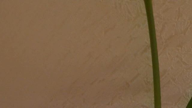 Кто знает название цветка? смотреть онлайн