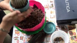 Пересадка кактуса в новый горшок после покупки.