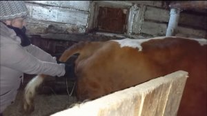 ОТЕЛ__КОРОВЫ_СТОЯ._ПРИНИМАЮ__ОТЕЛ_КОРОВЫ_ОДНА._НОЧНОЙ_ОТЕЛ._..mp4