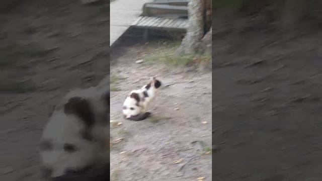 Люблю кошечек. Эта например живет на реке Мера при впадении в Волгу