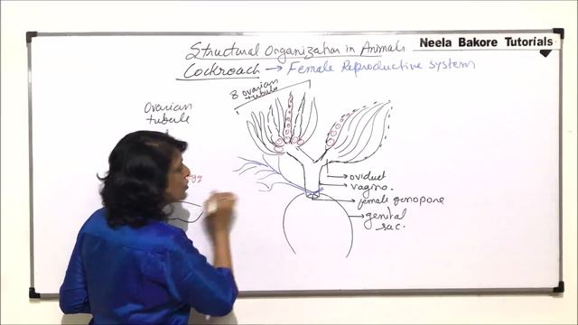 Structural Organisation in Animals | NEET | Anatomy of Cockroach - Female Reproductive System смотреть онлайн