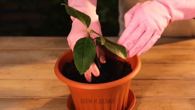 ПОЛЕЗНЫЕ ЛАЙФХАКИ И СОВЕТЫ ПО САДОВОДСТВУ