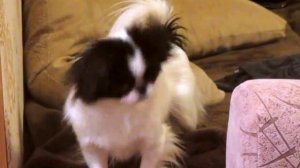 Japanese chin is barking Японский хин лает