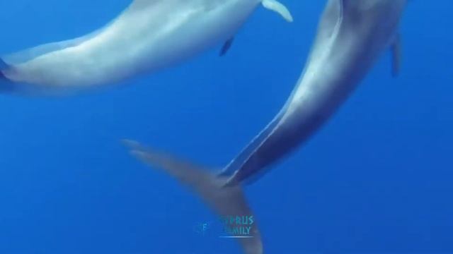 На Северный Кипр приплыли дельфины и киты | Cyprus family смотреть онлайн