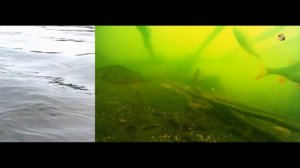 Синхронная Съёмка 🐟под и над водой. Рыбалка на озере Карасун, Краснодар, Поплавочная удочка. Fishin