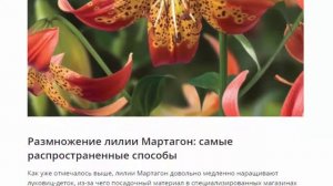 Мартагоны, посадка и уход