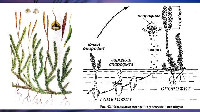 Плауновидные 7 класс