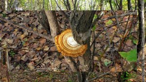 Клип-гриб. Этот красивый мир грибов.