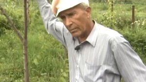 Диковинки в саду. Реально ли вырастить шелковицу в Кузбассе?