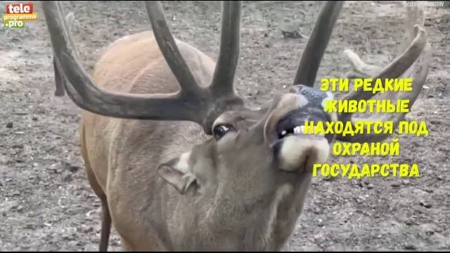 олень