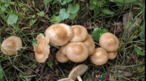 Луговой Опенок или Грибы Негниючники или Гвоздичный Гриб.