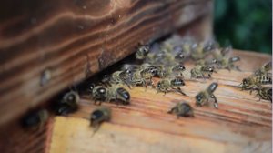 Видео инструкция по заселению Роя в улей Варре. Как заселить пчелами самодельный улей?