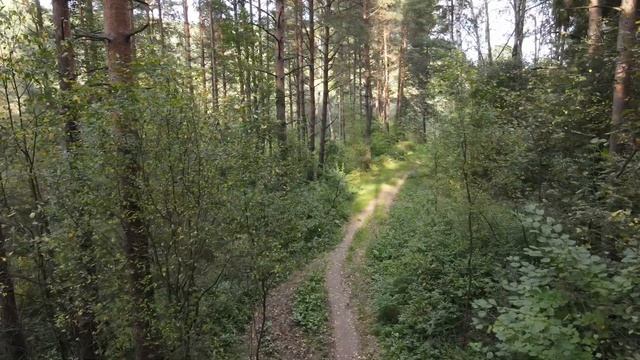 4k Природа Прогулка в лесу Красногорск Съёмка с квадрокоптера / 4k Nature Walking in the forest