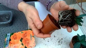 Горшечная эустома КАРМЕН
