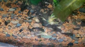 Анциструс (обыкновенный и альбинос(белый и альбинос))