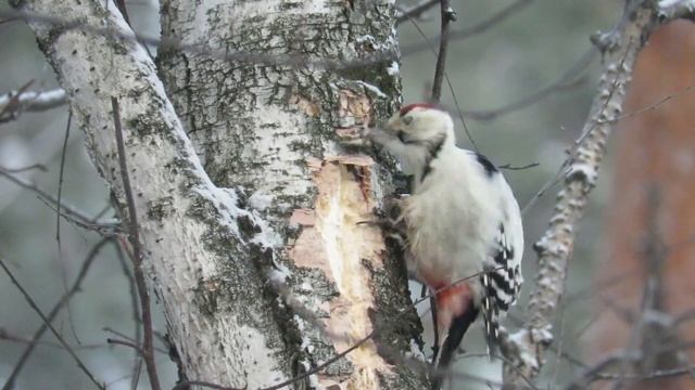 У дятла болит нога, но он продолжает долбить смотреть онлайн