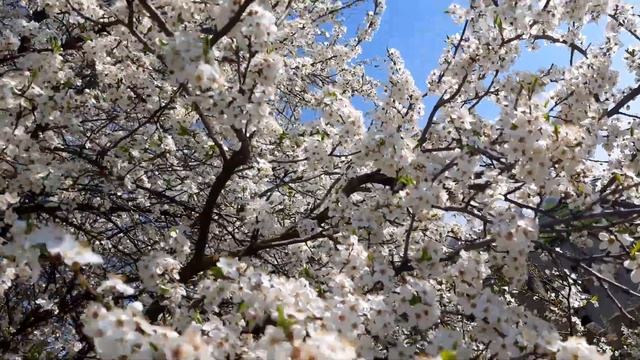Какая красота! К нам прилетел целый рой пчел! Христос Воскрес смотреть онлайн
