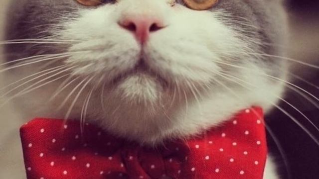 Просто фото котят | Милые фото няшных котиков ? | ksyushka_Cats