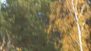 Осенний лес