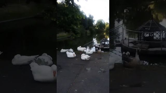 Межигорье, лебеди, домашняя птица, голуби, часть 2 смотреть онлайн