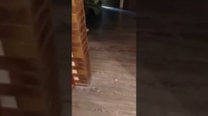 Щенок Джек Рассел Терьер смешное видео