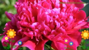 Пион молочноцветковый Биг Бен. Краткий обзор, описание характеристик paeonia lactiflora Big Ben