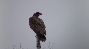 crows attacking eagle - вороны атакуют орлана - wildlife