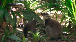 Ring-Tailed Lemur Facts: the SUN WORSHIPPER | Animal Fact Files