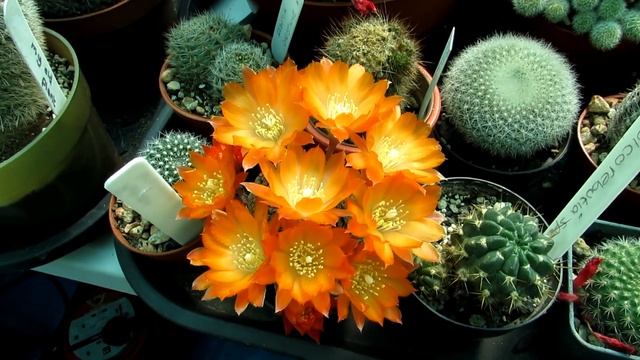My Rebutia heliosa Cactus Plant in BEAUTIFUL MEGA BLOOM смотреть онлайн