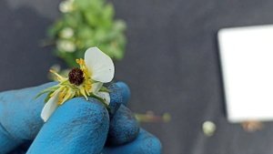Черные серединки у цветков клубники, что это мороз или долгоносик, как отличить