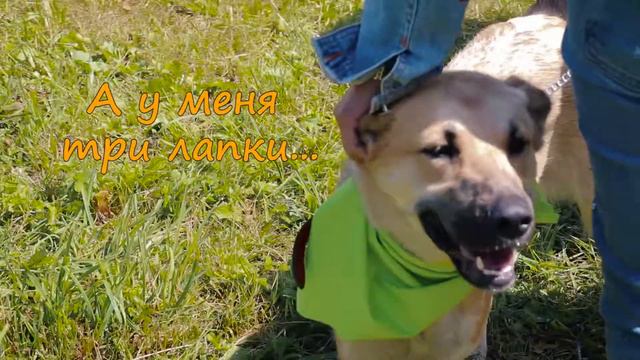 I want to find a home -Хочу домой смотреть онлайн