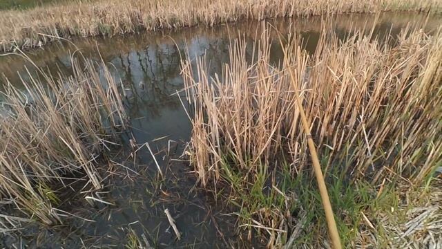 РЫБАЛКА НА ФИДЕР | А НЕТ ЛУЧШЕ НА ЖИВЦА смотреть онлайн