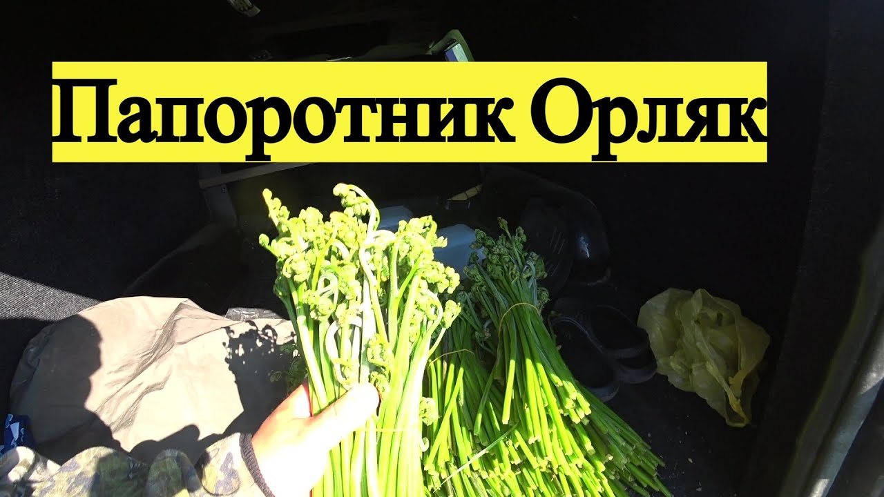 Папоротник Орляк. Сбор дикоросов. Тихая охота.