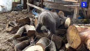 В Южной Осетии спасли медвежонка-сироту от браконьеров
