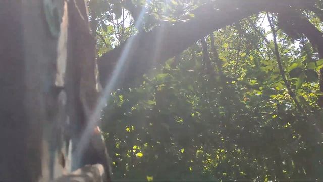 Проверка ловушек на пчёл. И снова пчёлы на деревьях дома. смотреть онлайн